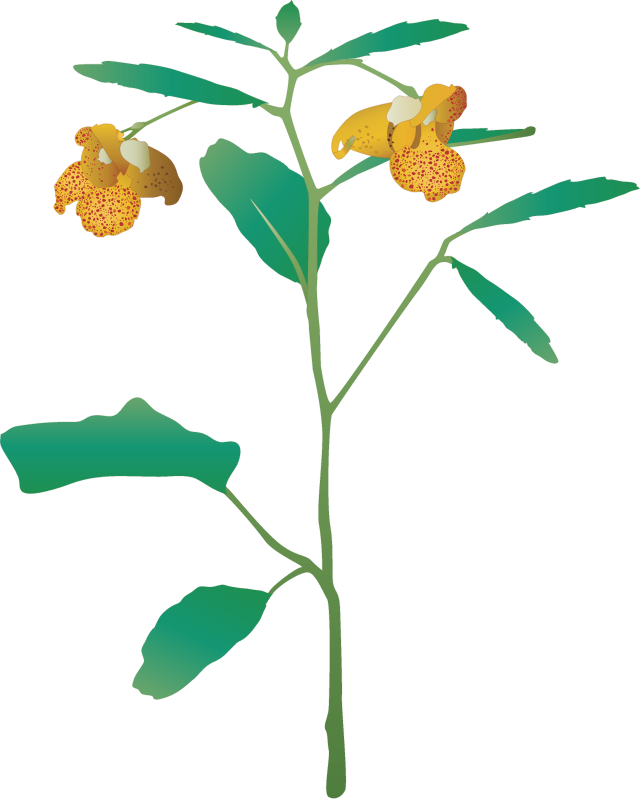 Spotted Jewelweed (Impatiens Capensis)