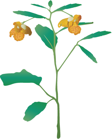 Spotted Jewelweed (Impatiens Capensis)