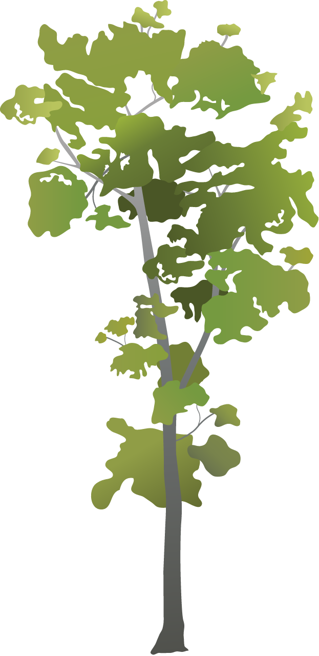 Ifilele (Intsia Bijuga)