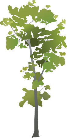 Ifilele (Intsia Bijuga)