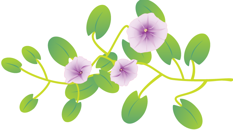 Beach Morning Glory (Ipomoea Pes-Caprae)