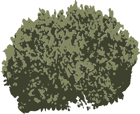 One Seed Juniper (Juniperus Monosperma)