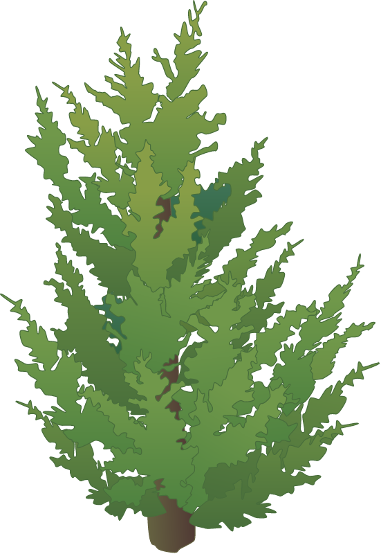 Eastern Red Cedar (Juniperus Virginiana)