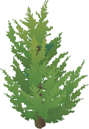 Eastern Red Cedar (Juniperus Virginiana)