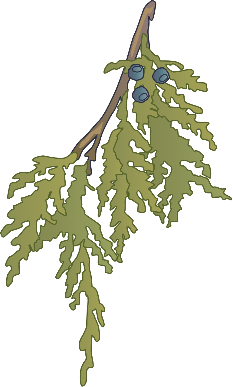 Eastern Red Cedar Leaves (Juniperus Virginiana)