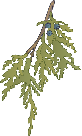 Eastern Red Cedar Leaves (Juniperus Virginiana)