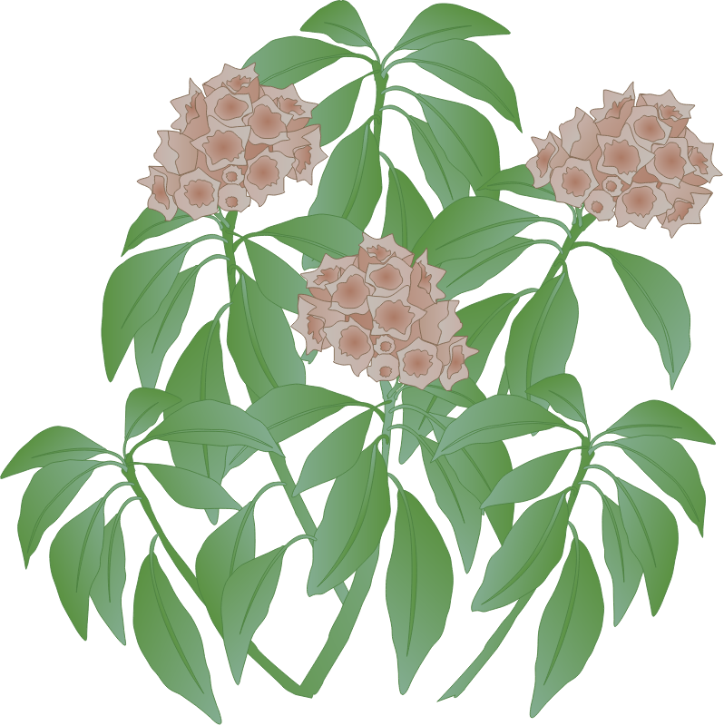 Mountain Laurel (Kalmia Latifolia)