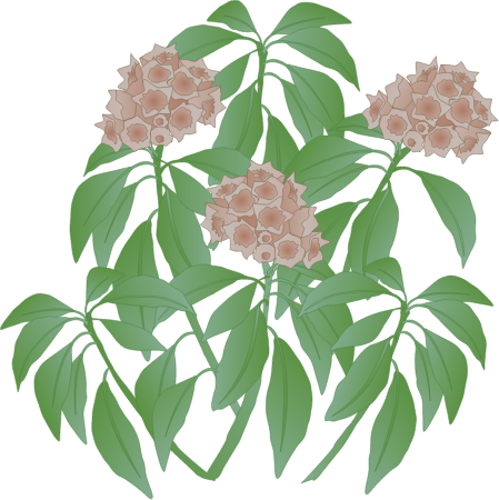 Mountain Laurel (Kalmia Latifolia)