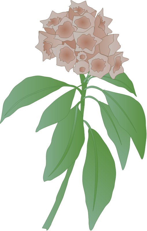 Mountain Laurel Flowers (Kalmia Latifolia)