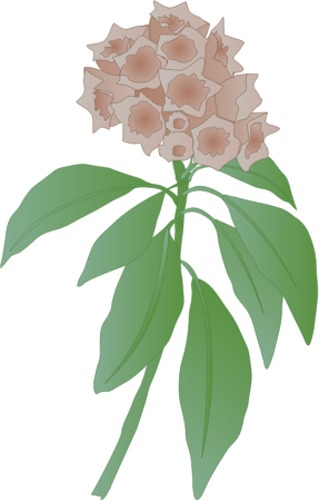 Mountain Laurel Flowers (Kalmia Latifolia)