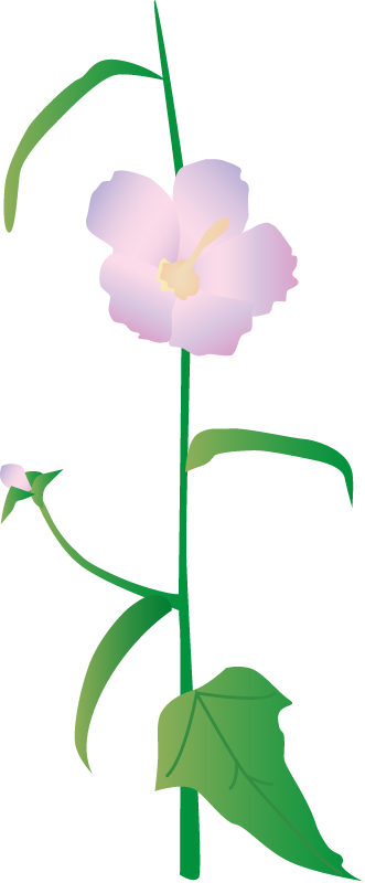 Seashore Mallow (Kosteletzkya Virginica)