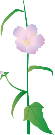 Seashore Mallow (Kosteletzkya Virginica)