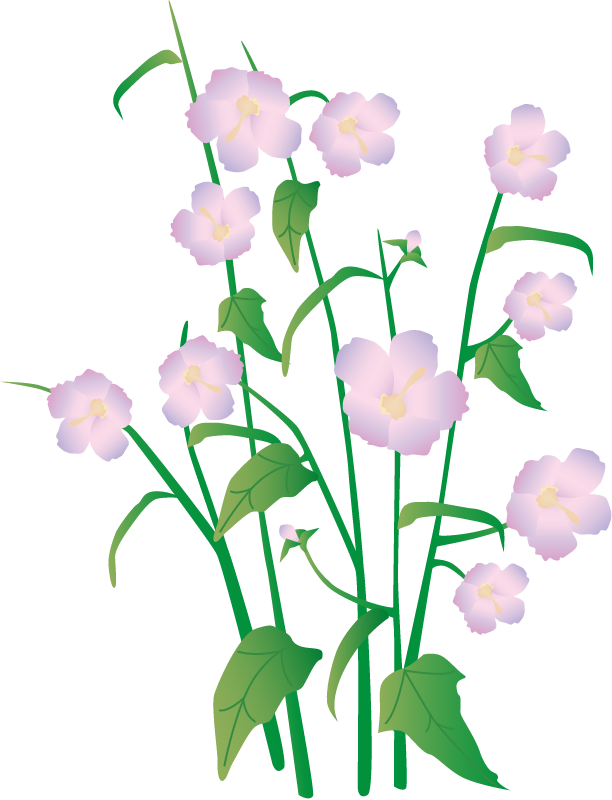 Seashore Mallow (Kosteletzkya Virginica)