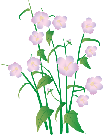 Seashore Mallow (Kosteletzkya Virginica)