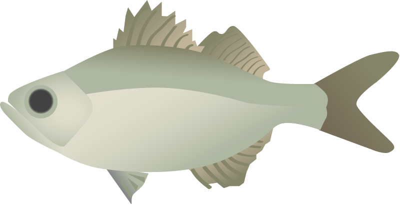 Flagtail (Kuhlia)