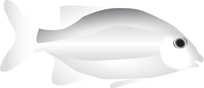 Rudder Fish (Kyphosus Vaigiensis)