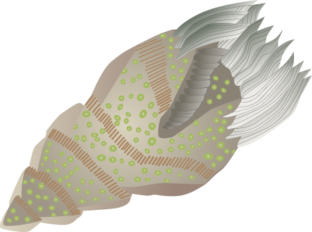 Ciliate (Laboea Strobila)