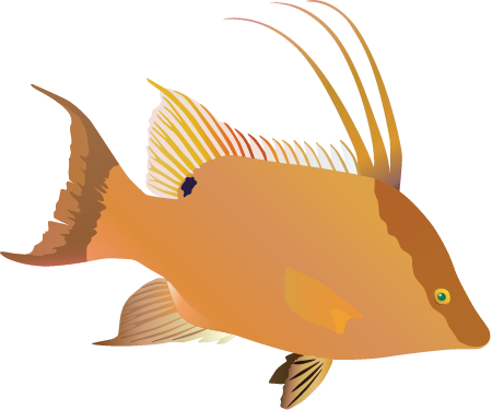 Hogfish (Lachnolaimus Maximus)