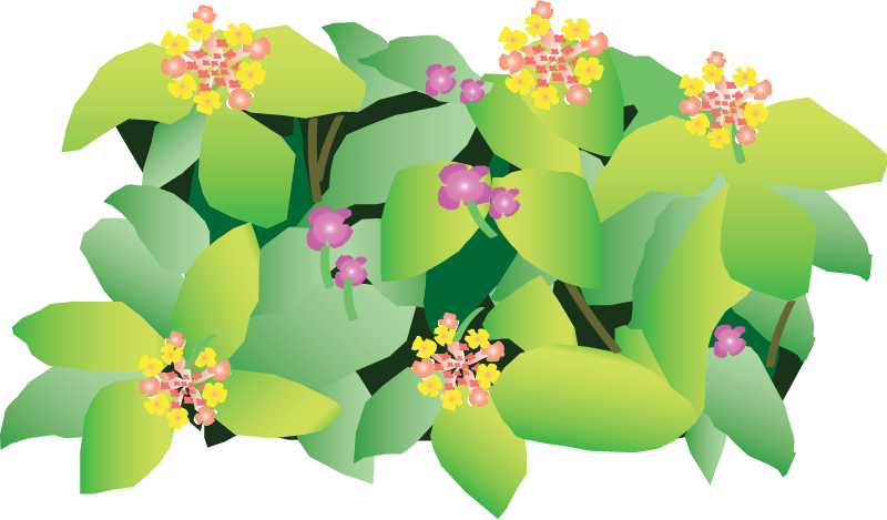 West Indian Lantana (Lantana Camara)