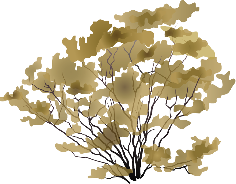 Creosote Bush (Larrea Tridentata)