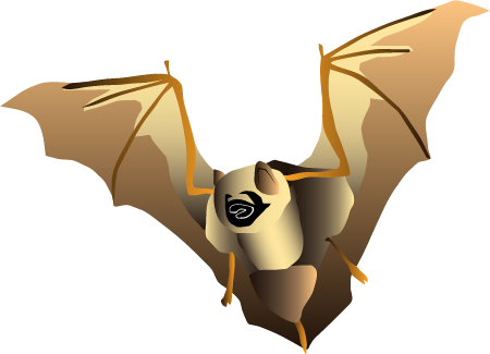 Hawaiian Hoary Bat (Lasirus Cinereus Semotus)