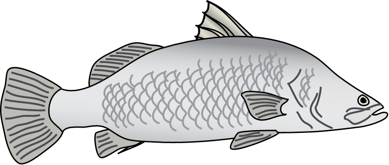 Barramundi (Lates Calcarifer)