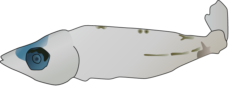 Barramundi Larva (Lates Calcarifer)