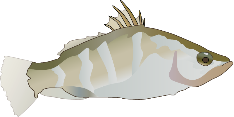 Barramundi Postlarval Juvenile (Lates Calcarifer)