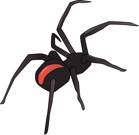 Redback Spider (Latrodectus Hasselti)