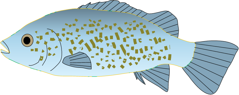 Spangled Perch (Leiopotherapogon Unicolor)
