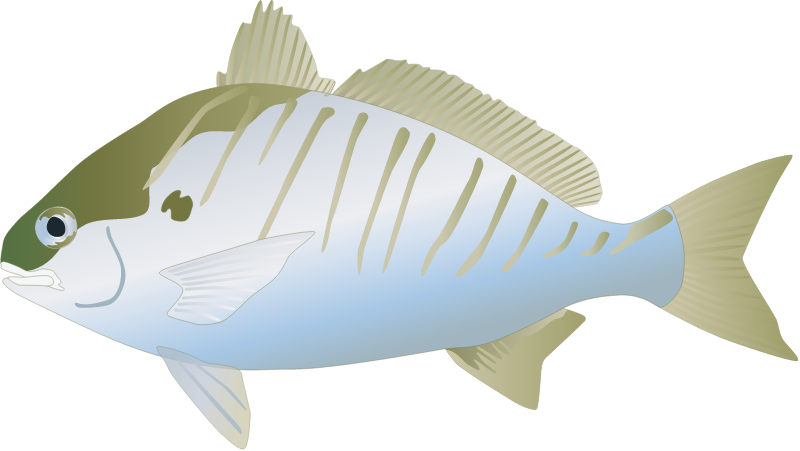 Spot Croaker (Leiostomus Xanthurus)