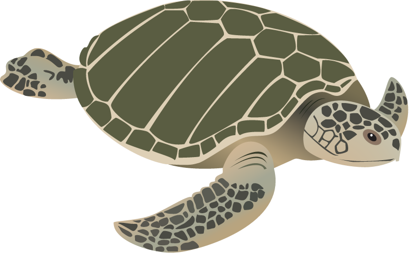 Kemps Ridley Sea Turtle (Lepidochelys Kempii)