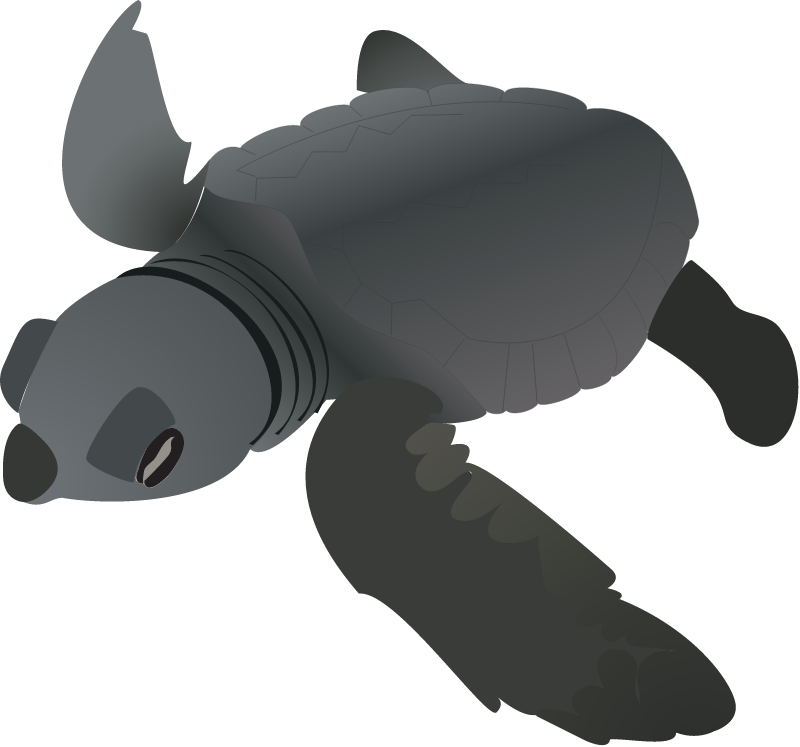 Kemps Ridley Turtle Hatchling (Lepidochelys Kempii)