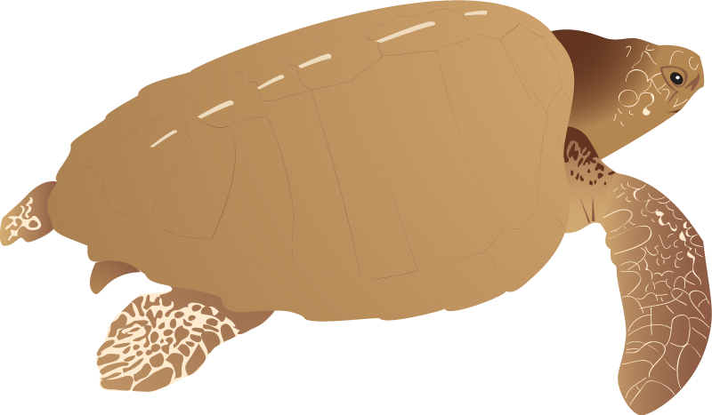Olive Ridley Turtle Adult (Lepidochelys Olivacea)