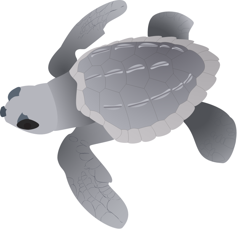 Olive Ridley Turtle Hatchling (Lepidochelys Olivacea)