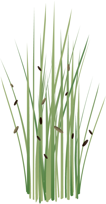 Blue Rush (Lepironia Articulata)