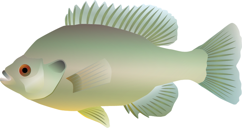 Bluegill (Lepomis Macrochirus)