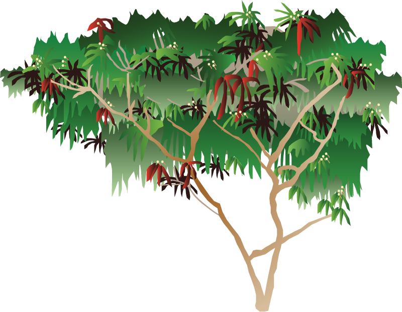White Leadtree (Leucaena Leucocephala)