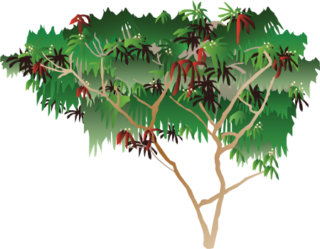White Leadtree (Leucaena Leucocephala)