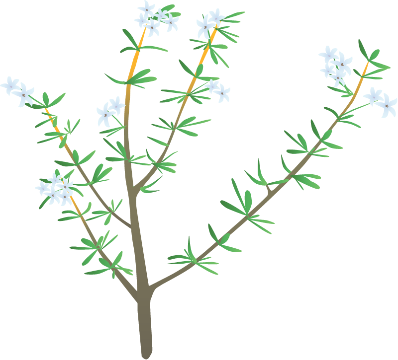 Beard Heath (Leucopogon)