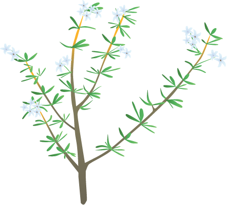 Beard Heath (Leucopogon)