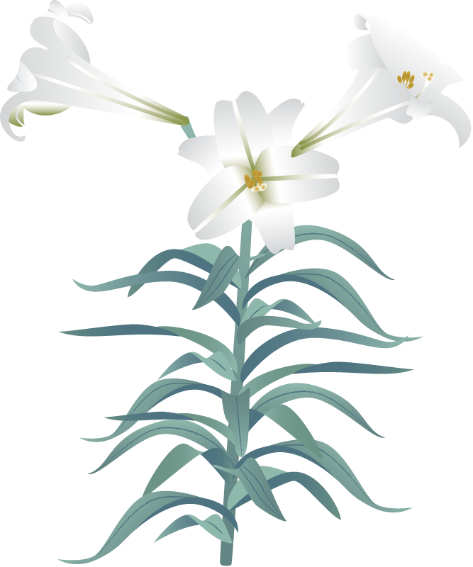 Easter Lily (Lilium Longiflorum)