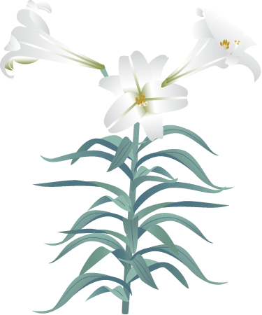 Easter Lily (Lilium Longiflorum)