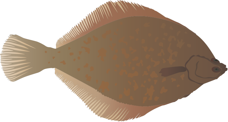 Yellowtail Flounder (Limanda Ferruginea)