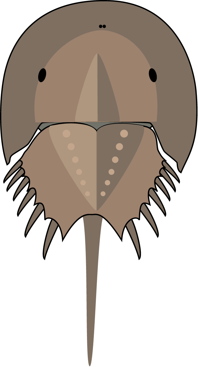Horseshoe Crab (Limulus Polyphemus)