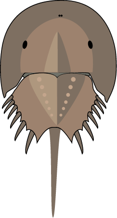 Horseshoe Crab (Limulus Polyphemus)