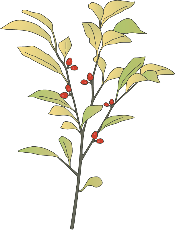 Spicebush (Lindera Benzoin)