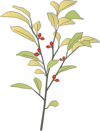 Spicebush (Lindera Benzoin)