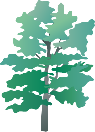 Sweetgum (Liquidambar Styraciflua)