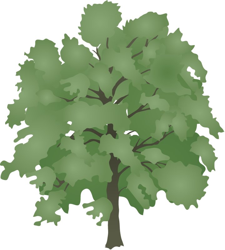 American Tulip Tree (Liriodendron Tulipifera)
